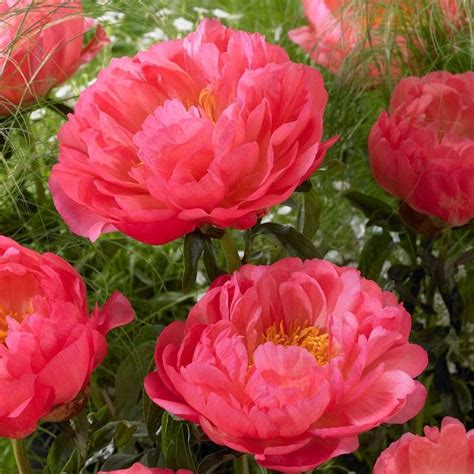 Coral Sunset Peony Paeonia Lactiflora American Meadows Paeonia