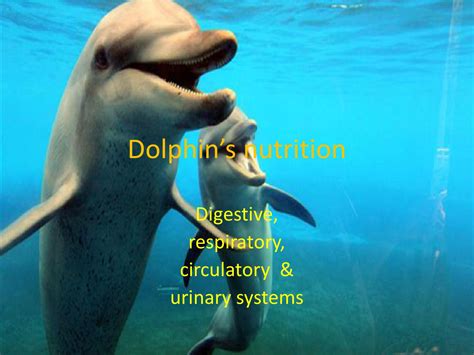 Dolphin nutrition by Diana Perdiguero - Issuu