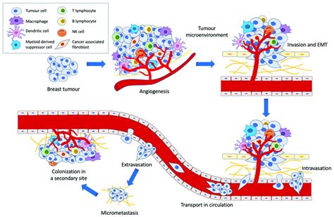 Metastatic Cascade In Cancer Download Scientific Diagram