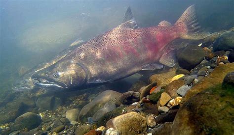 Spawning Chinook Salmon