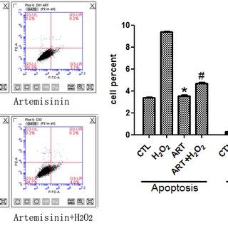 Protective Effect Of Artemisinin On H 2 O 2 Induced Apoptosis In The