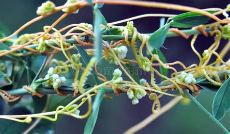 The Parasitic Plant Cuscuta Grows among Crops Stock Photo - Image of weed, natural: 274586258