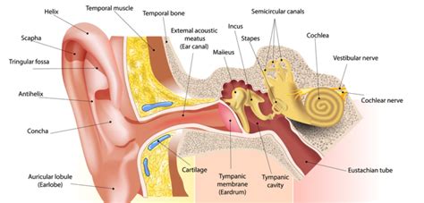 Come Funziona L Orecchio Umano Audioclinica