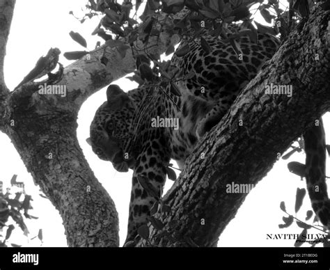 Sri Lankan Leopards In The Wild Visit Sri Lanka Stock Photo Alamy
