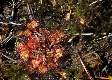 Drosera Rotundifolia La Dros Ra Feuille Rondes Assez Ra Flickr