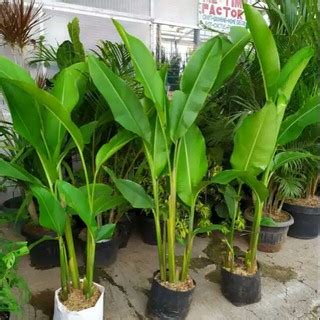 Jual Pohon Pisang Caribay Pohon Hias Pisang Karibay Pohon Indoor Per