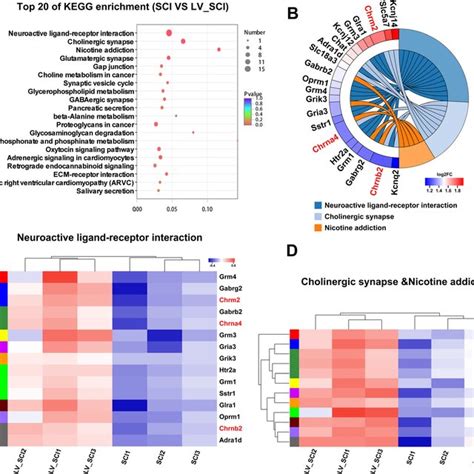 Analysis Of Differential Gene Kegg Pathway Enrichment A Kegg Pathway