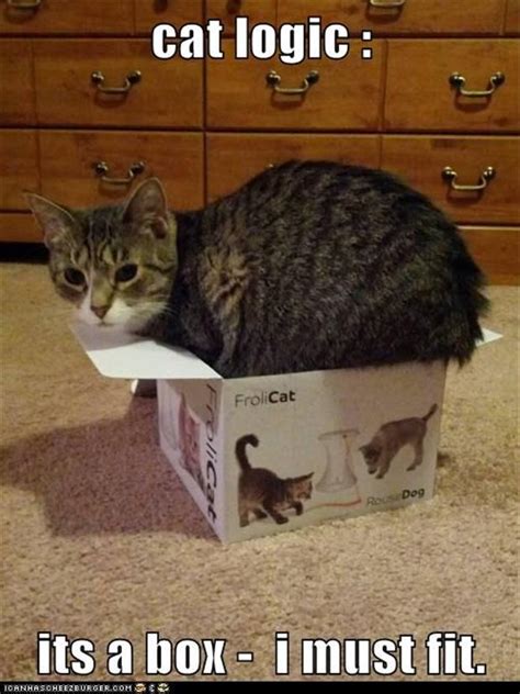 cat logic, funny cats - Dump A Day