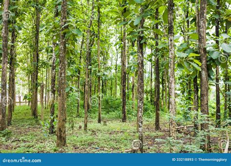 Big Teak Tree In Forest Stock Image Image Of Beautiful 33218893