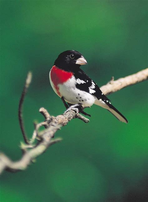 1050 Best Birds In West Virginia Images On Pinterest