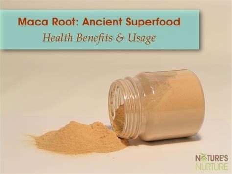 Maca Root Ancient Superfood Of The Incas Maca Root Maca Maca Root