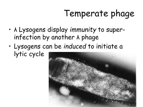 PPT - Microbial Genetics PowerPoint Presentation, free download - ID ...