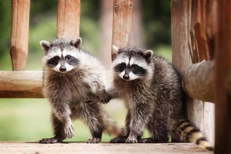 The Wild Side Cute Raccoon Raccoon Animals