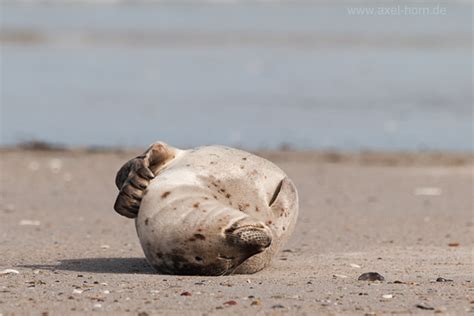 Seehund | Naturfotografie Axel Horn