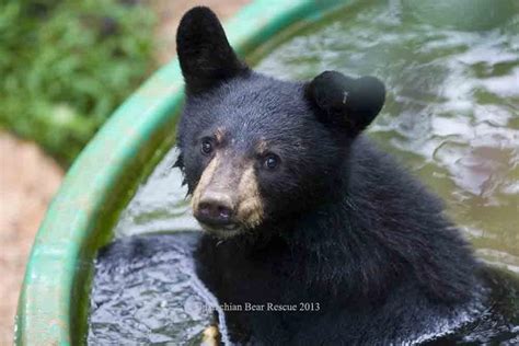 BEAR GALLERIES - Appalachian Bear Rescue