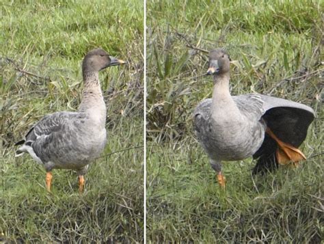 Photo Tundra Bean Goose Anser Serrirostris Observation Org