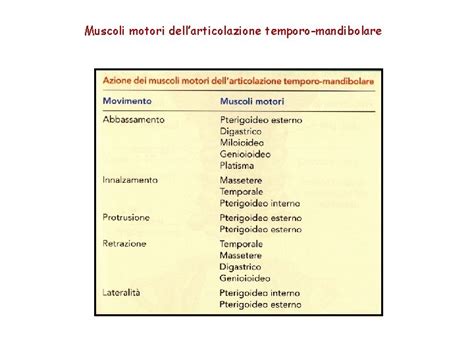 Mandibola Ramo Della Mandibola Canale Mandibolare Vasi E