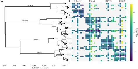 Figures And Data In Dengue Genetic Divergence Generates Within Serotype