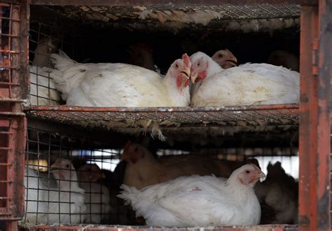 China Confirms 2nd Human Bird Flu Infection This Week