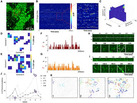 Macrophage Calcium Reporter Mice Reveal Immune Cell Communication In