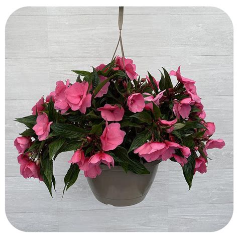 New Guinea Impatiens Hanging Basket - Pink - Davenport Garden Centre