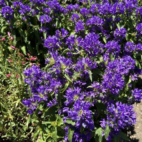 Campanula Glomerata Bells And Whistles Clustered Bellflower Garden