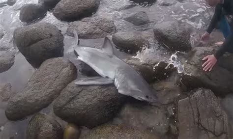 Pictures Of Baby Great White Sharks