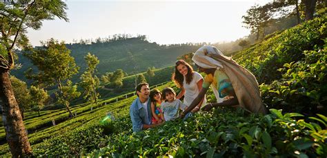 tea plantation in munnar