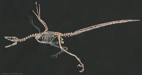 Microraptor Gui Skeleton Study No Labels By Thedragonofdoom On Deviantart