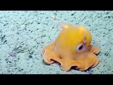 Cute Real Octopus