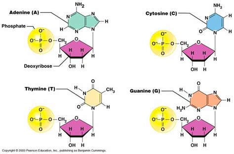 Basic chemistry atoms and ions – Artofit