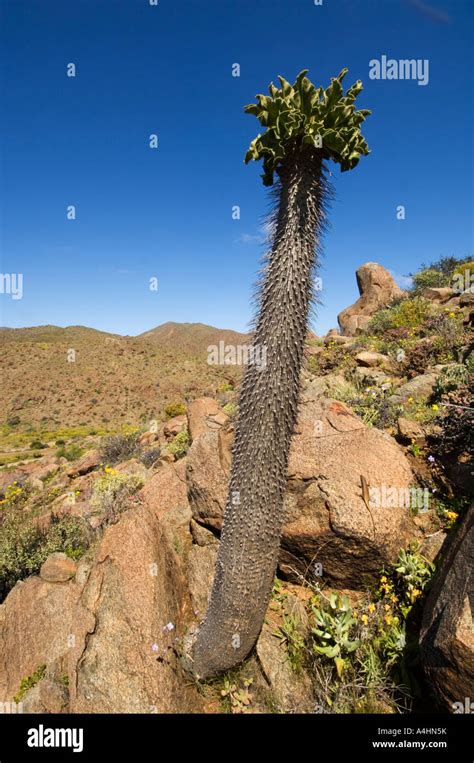 Halfmens Pachypodium Namaquanum Ai Ais Richtersveld Transfrontier Park