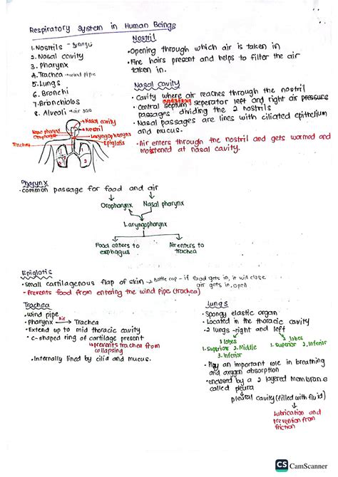 SOLUTION Gaseous Exchange And Its Control Studypool