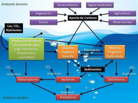 Esquema De Ecosistemas Acuaticos Actualizado Octubre The Best Porn