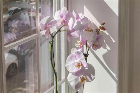 Mit diesem Trick können Sie Ihre Orchideen zum Blühen bringen Auf