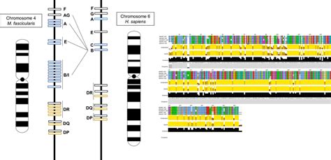 Comparative Genome Maps Of Representative Mhc Genes In Humans And Download Scientific Diagram