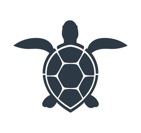 154,900+ Turtle Stock Photos, Pictures & Royalty-Free Images - iStock