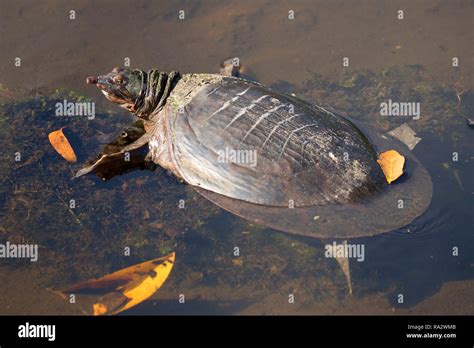 Florida Softshell Turtle Hi Res Stock Photography And Images Alamy