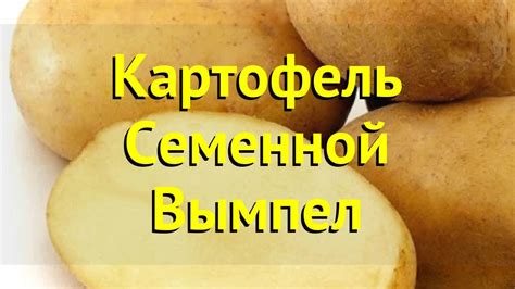 Картофель семенной. Краткий обзор, описание характеристик, где купить ...