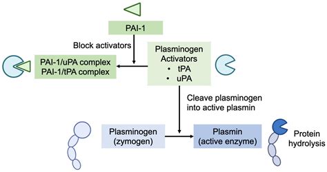 Frontiers Premature Delivery Impacts The Concentration Of Plasminogen