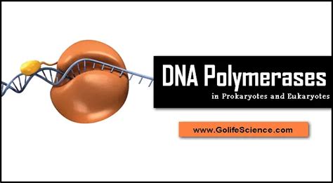 Rna Polymerase The Rna Synthesis Enzyme Structure And Its Types