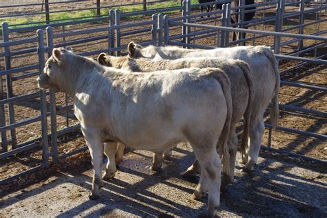 Wa Charolais X Angus Steers Dominate Beef 2015 Carcase Awards Beef