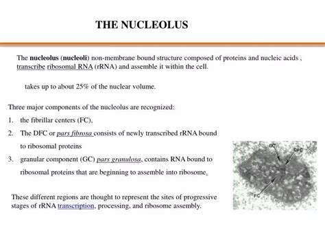 Ppt The Nucleolus Powerpoint Presentation Free Download Id1985782