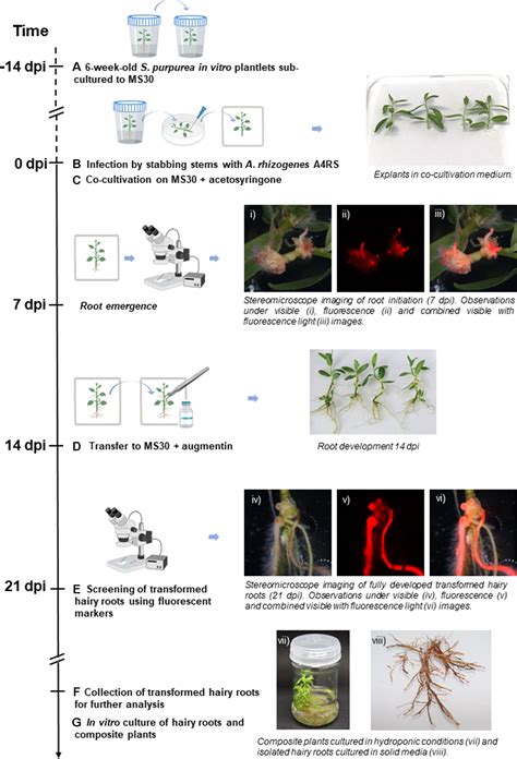 Frontiers Hairy Root Transformation A Useful Tool To Explore Gene Function And Expression In