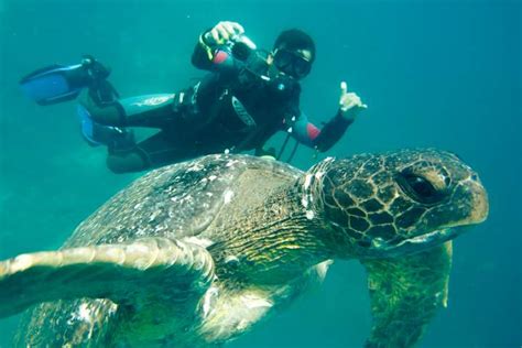 Galapagos Cruise and Scuba Diving Adventure | Insight Guides