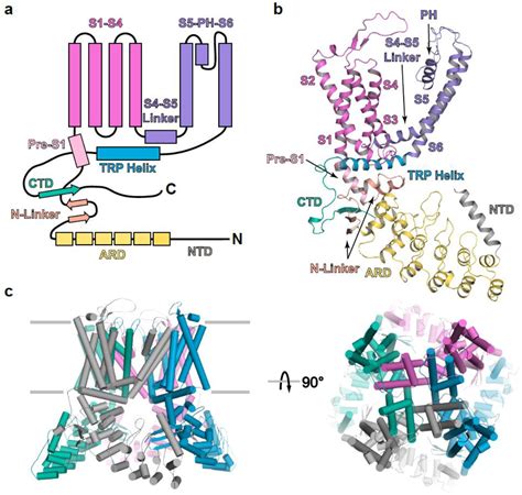 Figure 1 From Structural Insights Into The Gating Mechanisms Of TRPV