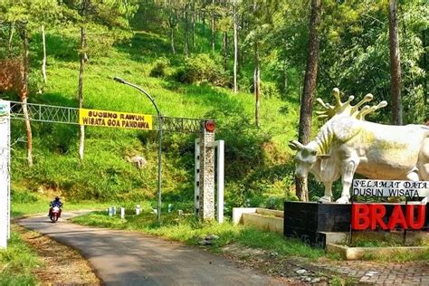 Wisata Unik Menjajal Perah Susu Sapi Petik Mawar Hingga Icip Kue Ladu