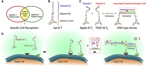 Stimulus Responsive Nanomaterials Containing Logic Gates For Biomedical