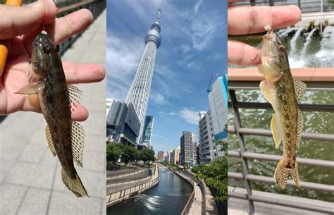 シーズン開幕を迎えたハゼ釣り〝有名観光地〟のそばでハゼ釣りを楽しむ釣りビジョンマガジン Goo ニュース