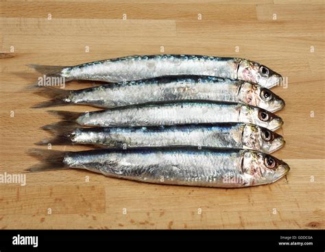 European Pilchards Hi Res Stock Photography And Images Alamy